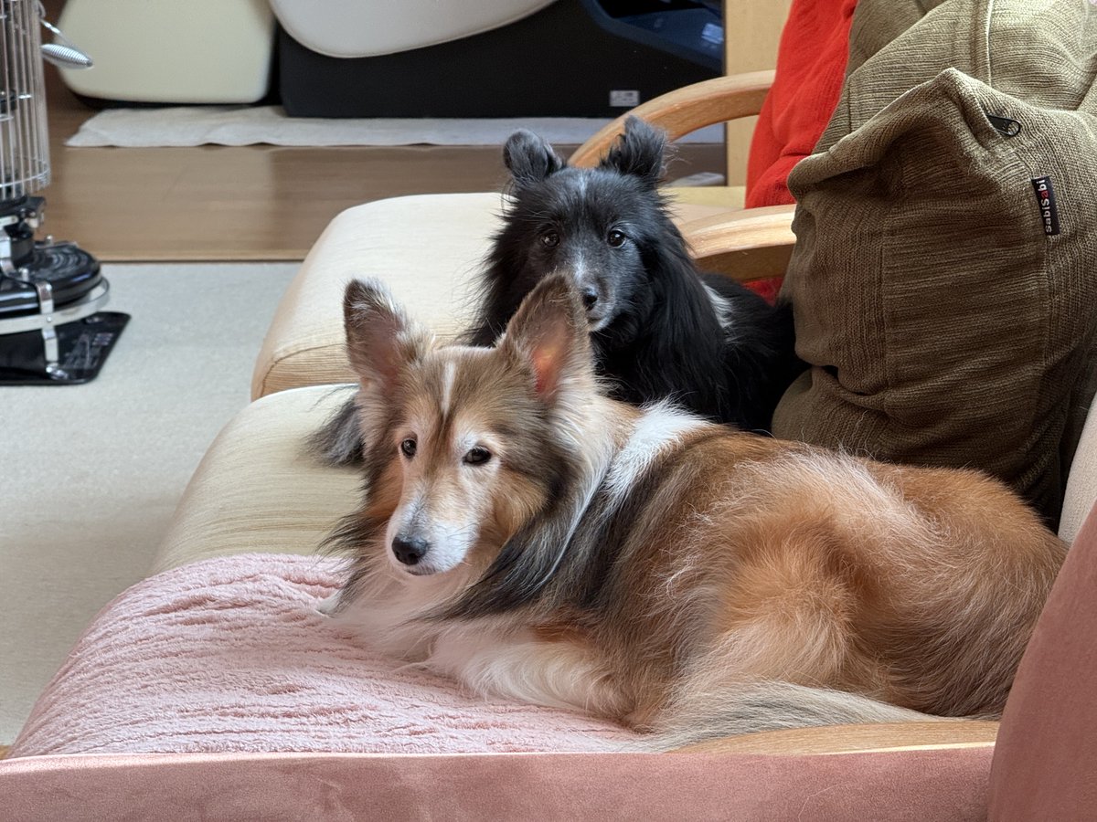 シェットランドシープドッグ