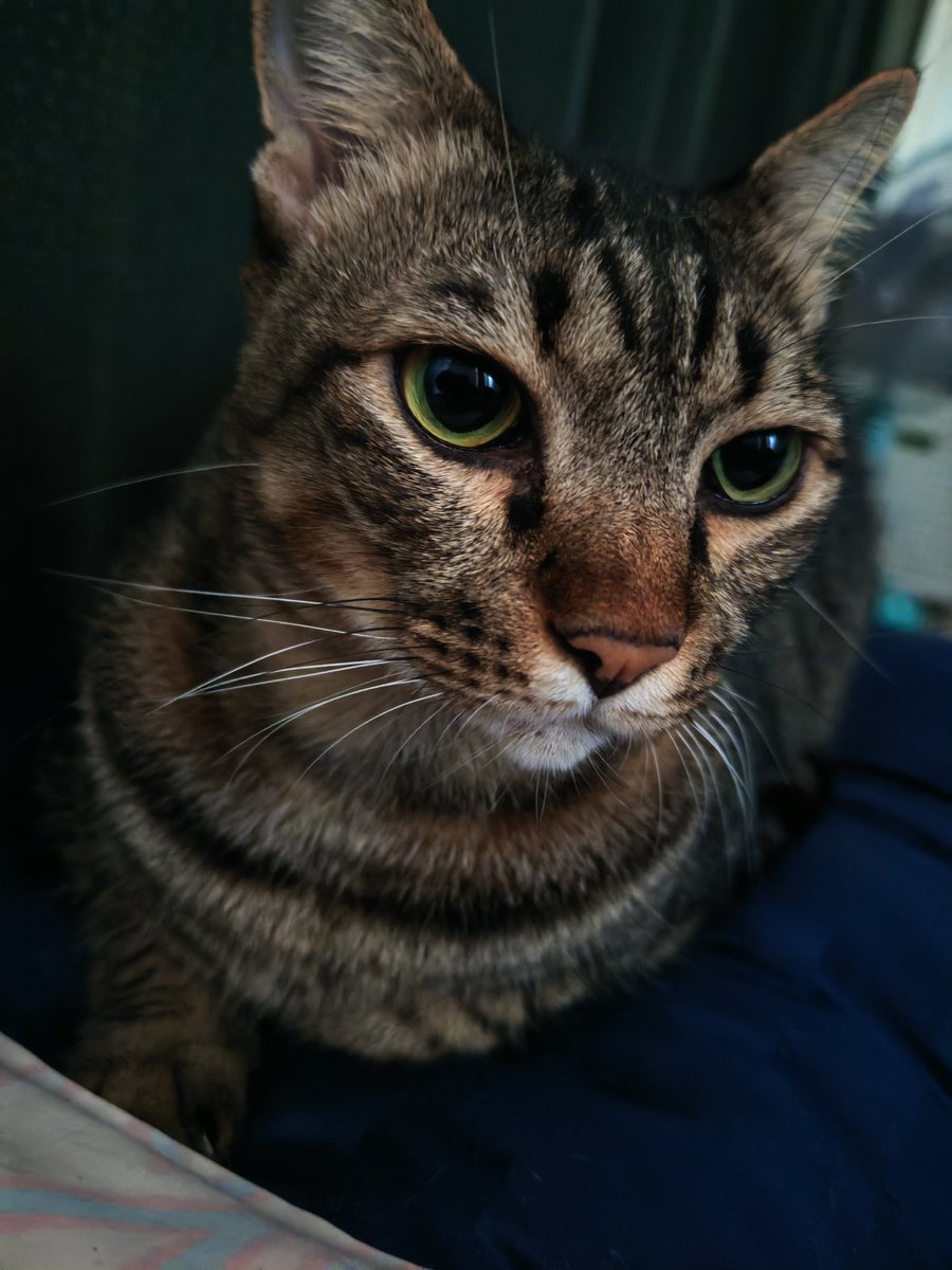 OhaNya~ เดือนใหม่แล้วไง​ ให้ความรักกับแมวป๋มหรือยัง​ 5555

w/Guitar #อ้ายแมวนี่