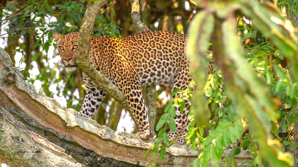 DagizTravel's tweet photo. Elusive. Powerful. Iconic.
The leopard is Uganda’s most mysterious Big 5 member — best spotted in Queen Elizabeth &amp; Murchison Falls ��🇬
Safari magic in the Pearl of Africa.
#Leopard #Big5Uganda #DagizTravel #UgandaSafari https://t.co/CKssdDDVha