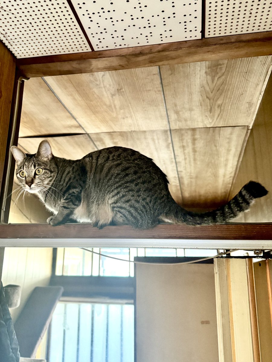 高いとこが大好きな宙😆💦 #保護猫 #猫のいる幸せ #猫のいる生活 #猫