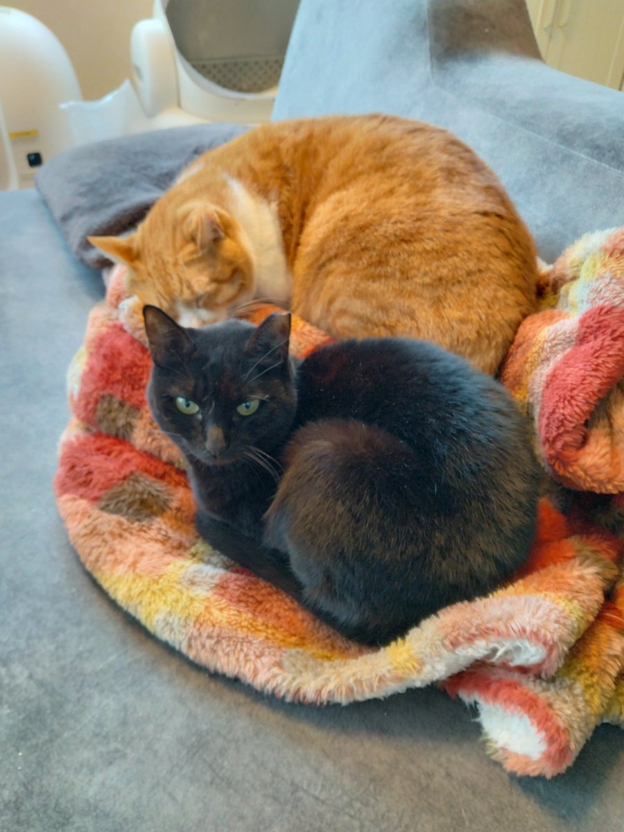 仲良し猫 #猫のいる幸せ