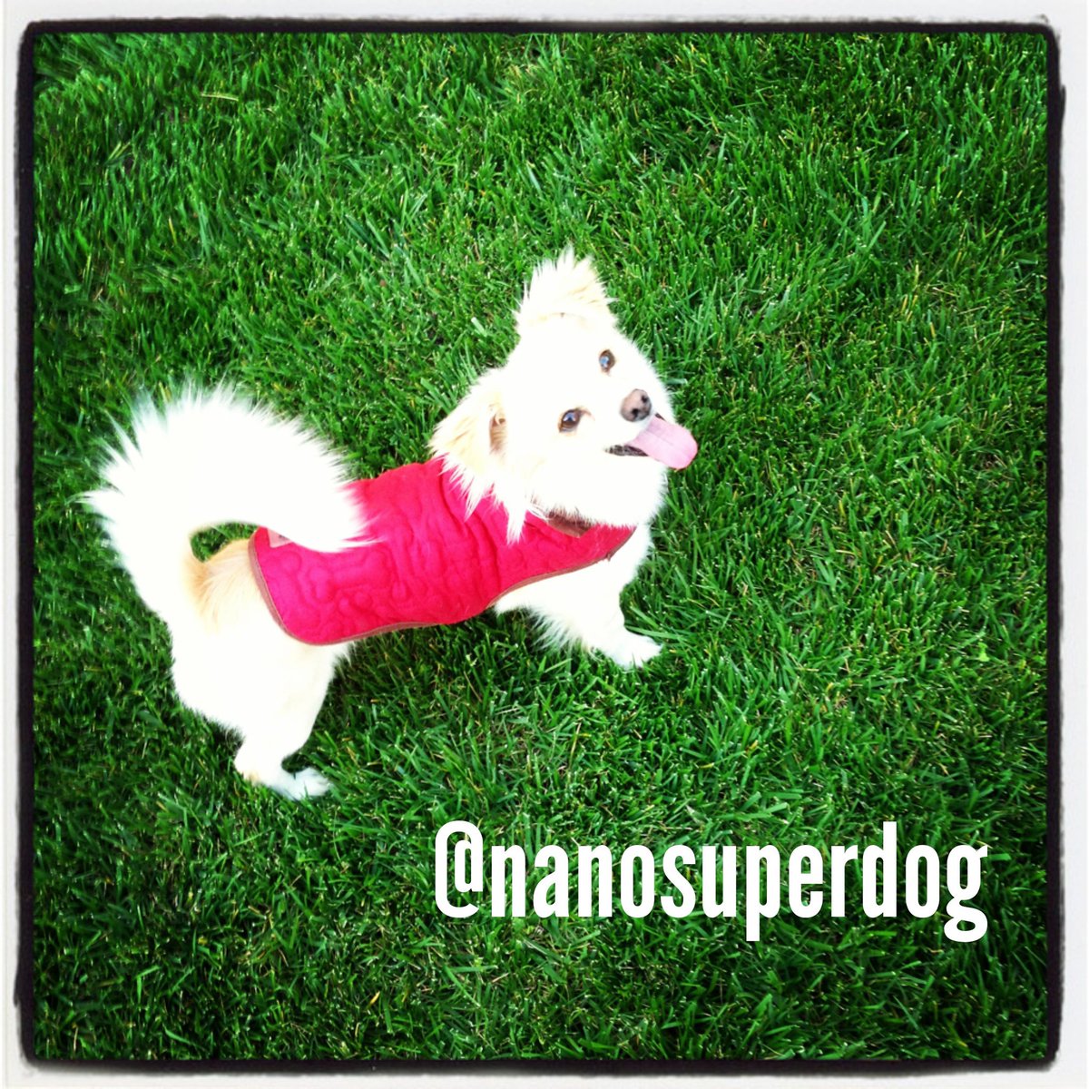 Nano Super Dog tweet media