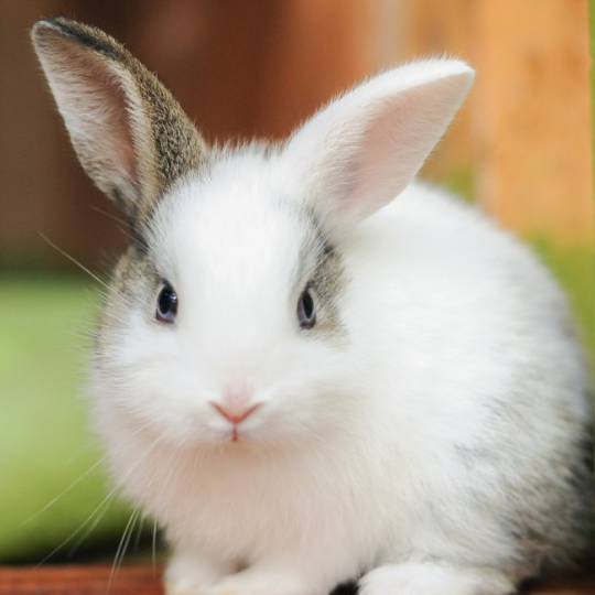 AnythingMP100's tweet image. Hatori is a rabbit :D