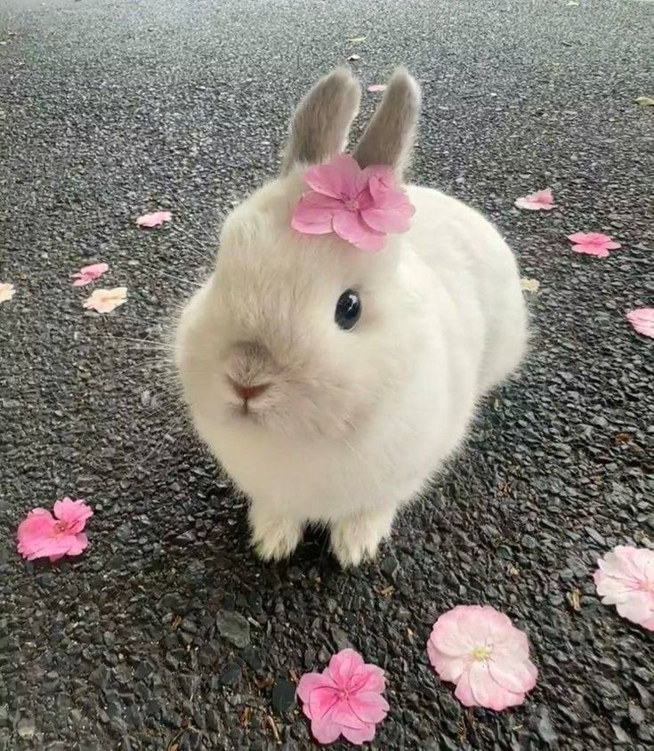 🐰 𝑇𝑜𝑘𝑘𝑖 키스 💋💋 (@_bunnykisses) on Twitter photo 