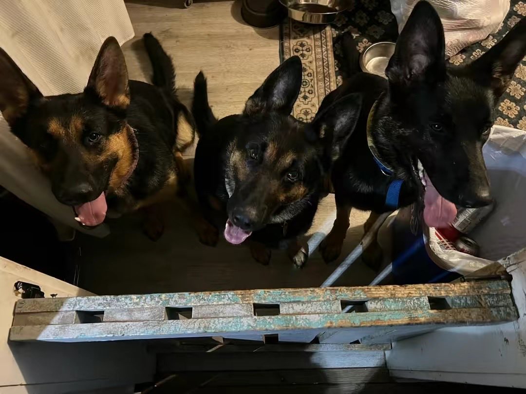 In honor of my sweet babies becoming angels, plz share ur pet pics! &amp; give them extra snuggles &amp; kisses for me 💞 u never know when it’ll be the last time💔👼