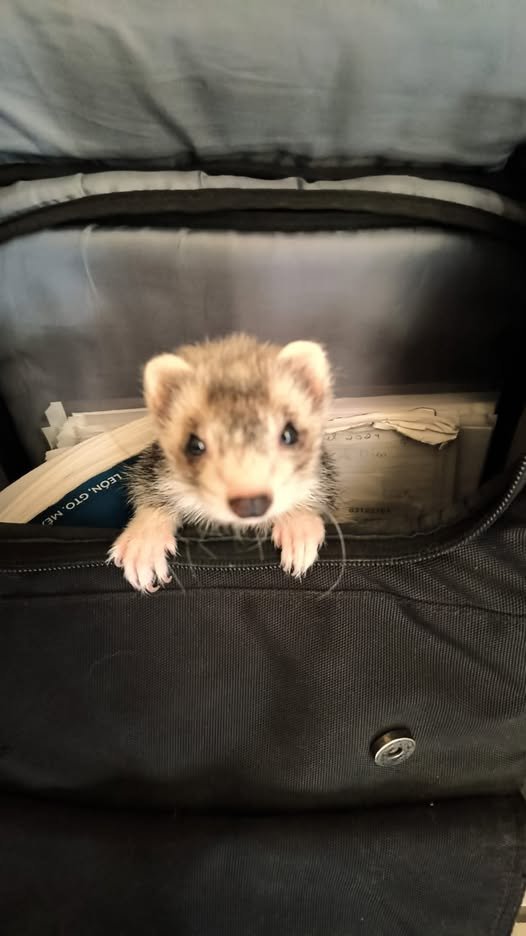 FaurTemrilPim tweet media