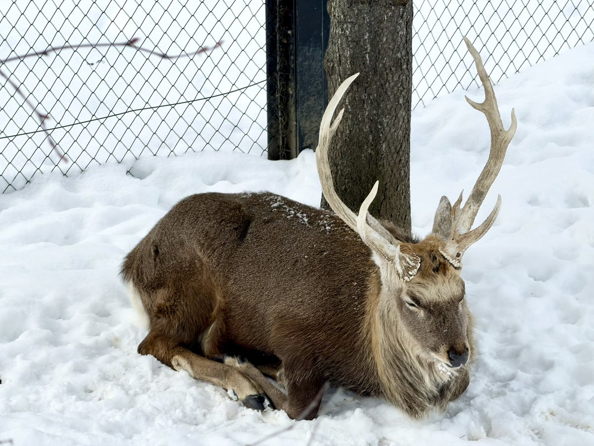 とかちちゃんの祖先と出会う🦌