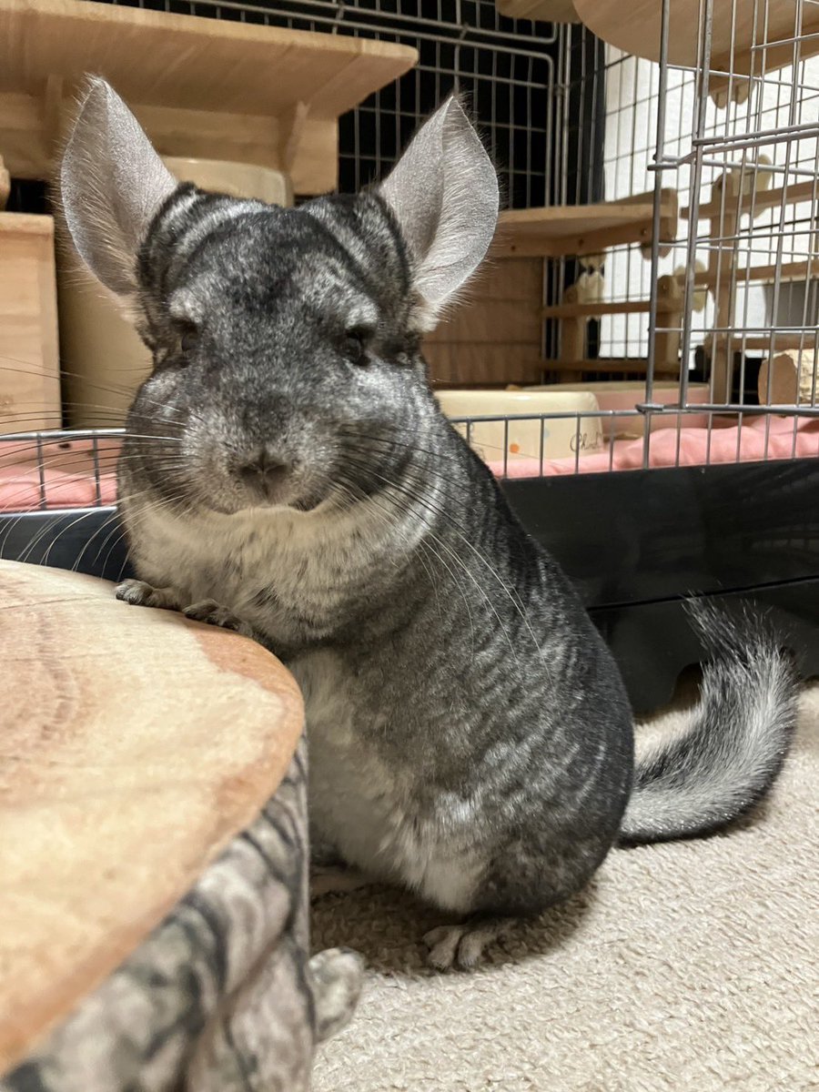 ちーこっこ🐭 (@koyukineko9) / Posts / X