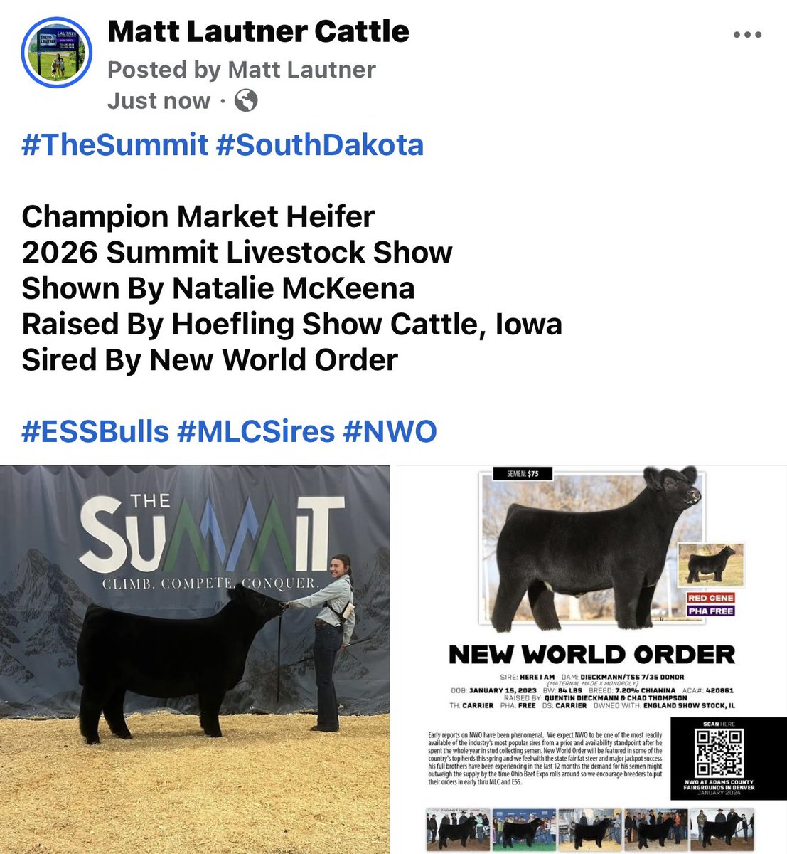mattlautner's tweet image. #TheSummit #SouthDakota 

Champion Market Heifer 
2026 Summit Livestock Show 
Shown By Natalie McKenna
Raised By Hoefling Show Cattle, Iowa
Sired By New World Order 

#ESSBulls #MLCSires #NWO