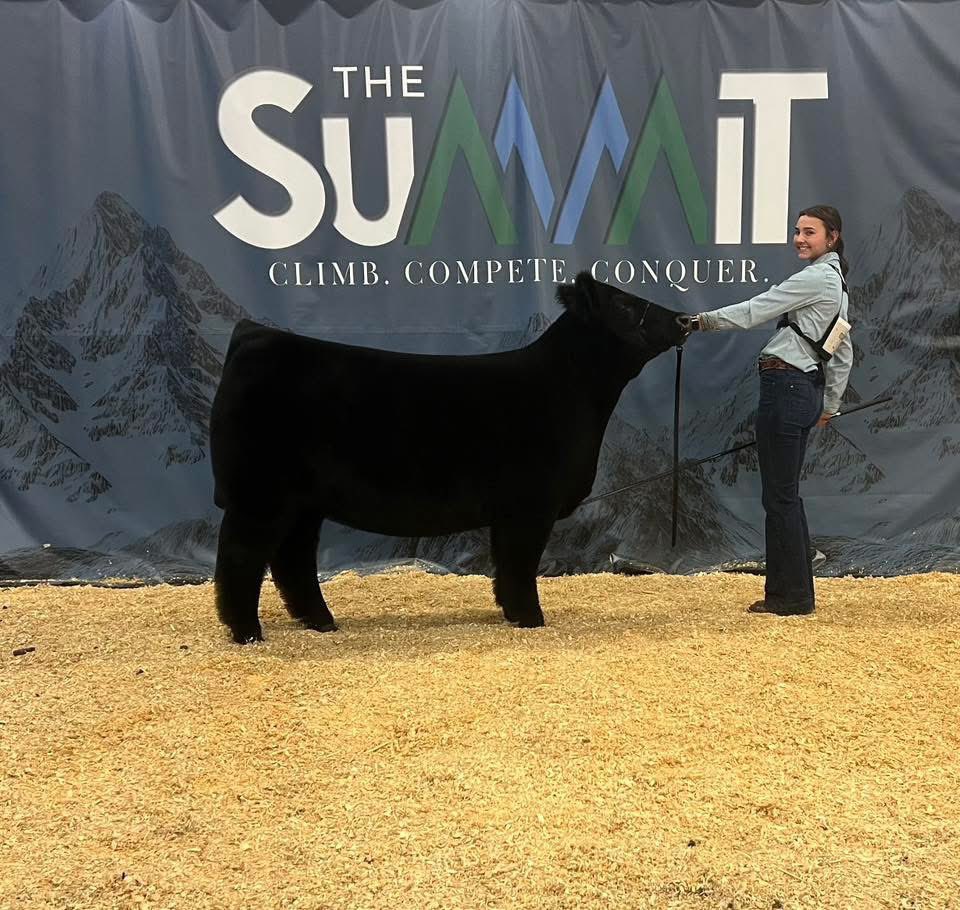 mattlautner's tweet image. #TheSummit #SouthDakota 

Champion Market Heifer 
2026 Summit Livestock Show 
Shown By Natalie McKenna
Raised By Hoefling Show Cattle, Iowa
Sired By New World Order 

#ESSBulls #MLCSires #NWO