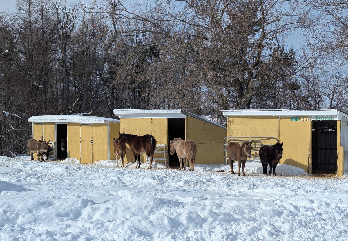 PrimRosedonkey's tweet photo. Cold and sunny. 

#primrosedonkeysanctuary https://t.co/FEgquLjxzb