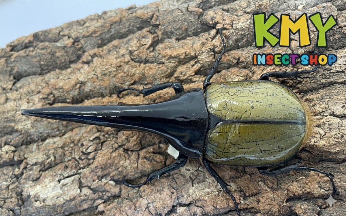 🌟新着情報🌟
DH.ヘラクレスオオカブト　ペア
入荷しました！
本日11:00〜20:00まで
営業致します🈺
⏬ネットもご覧下さい⏬
insect-kmy.jp