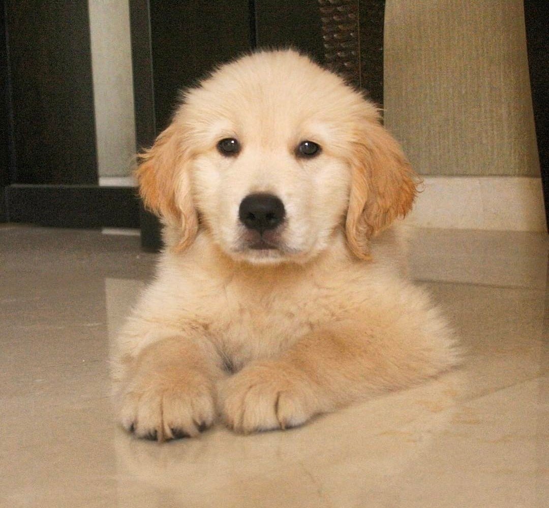 sgianpayel's tweet photo. Happy Birthday Sherlo❤️✨ Always stay healthy,happy and spreading happiness in your mumma @shreyaghoshal papa @shiladitya and your bro #Devyaan life🧿❤️ https://t.co/WDESlcqnQj