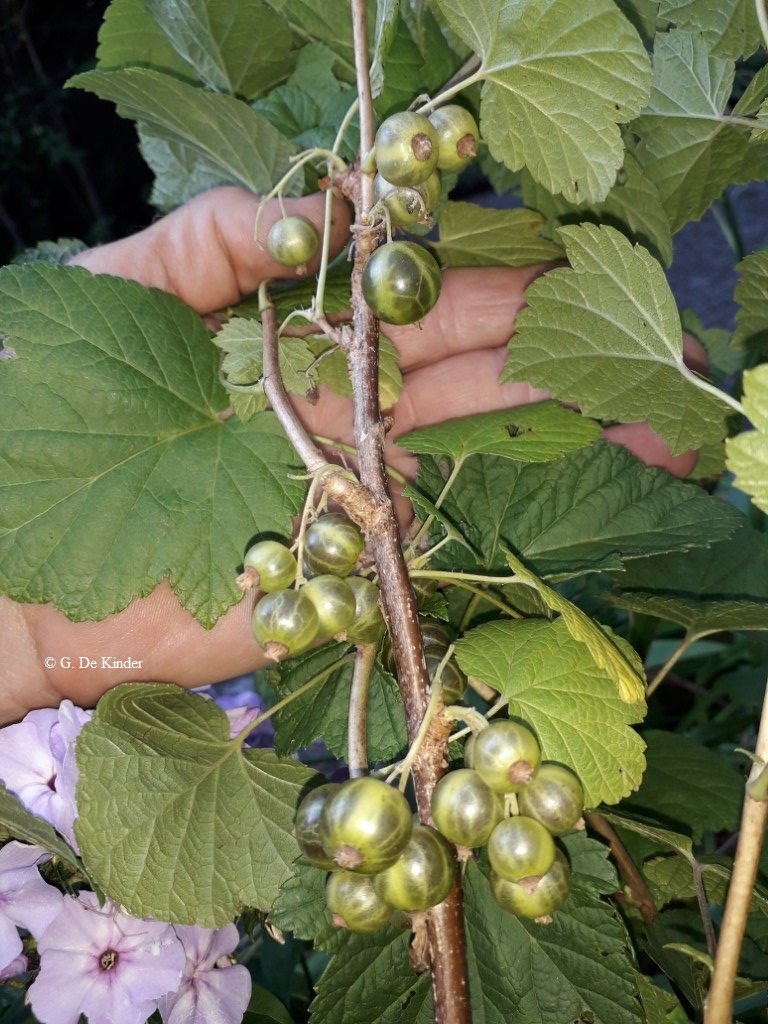 Guy De Kinder tweet media