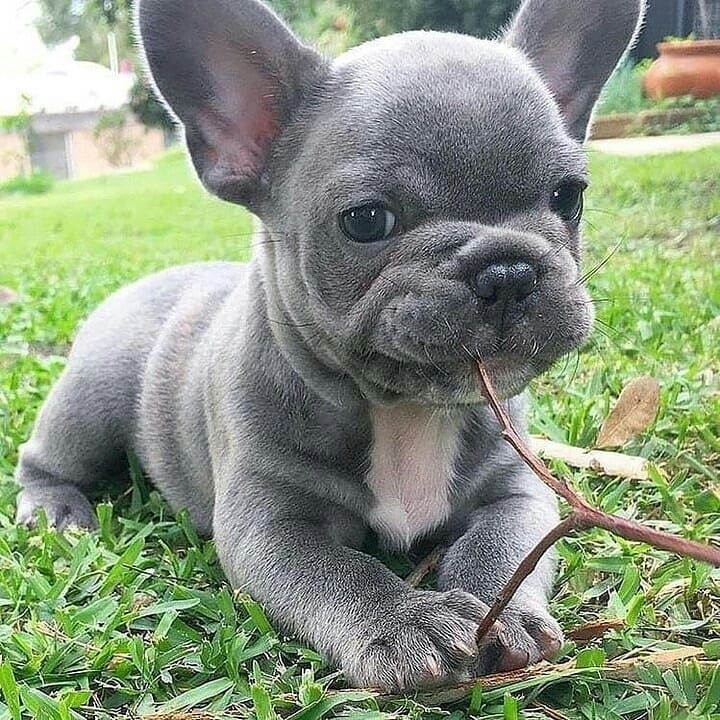 PawfectFrenche's tweet photo. #dogday #FRENCHIEBULLDOG #doglovers https://t.co/6Di3ZZhCj7