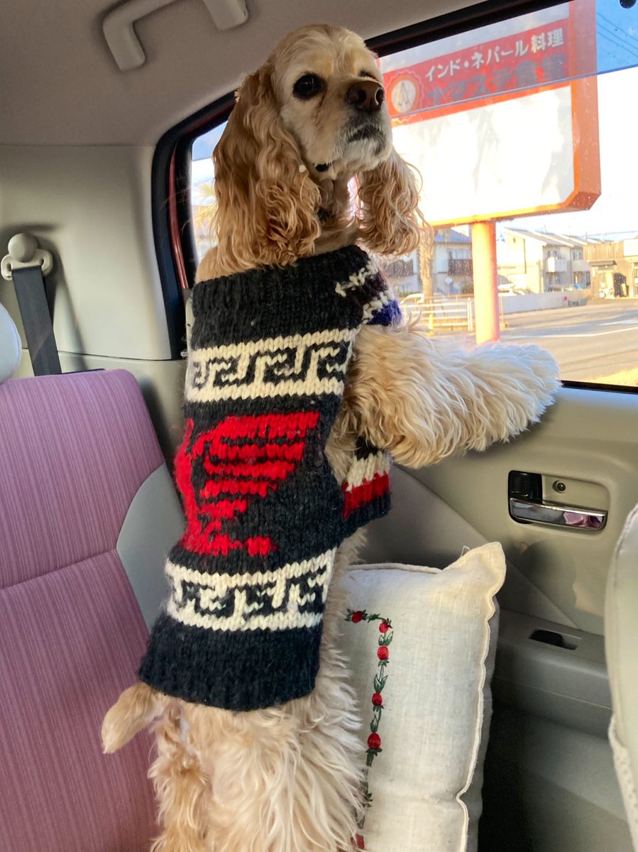 daisys2004's tweet photo. まだかなぁ🐶 https://t.co/2HTUEyhM8i