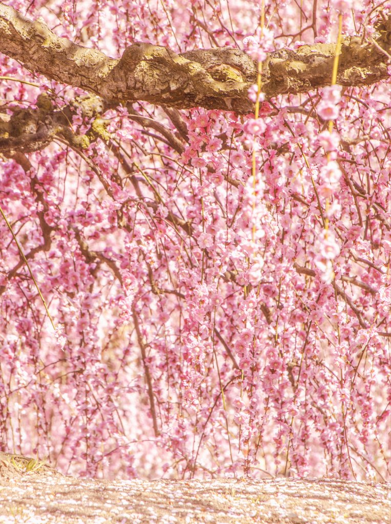 頭上を彩る  紅の滝
　　地面を覆う  花の雪。