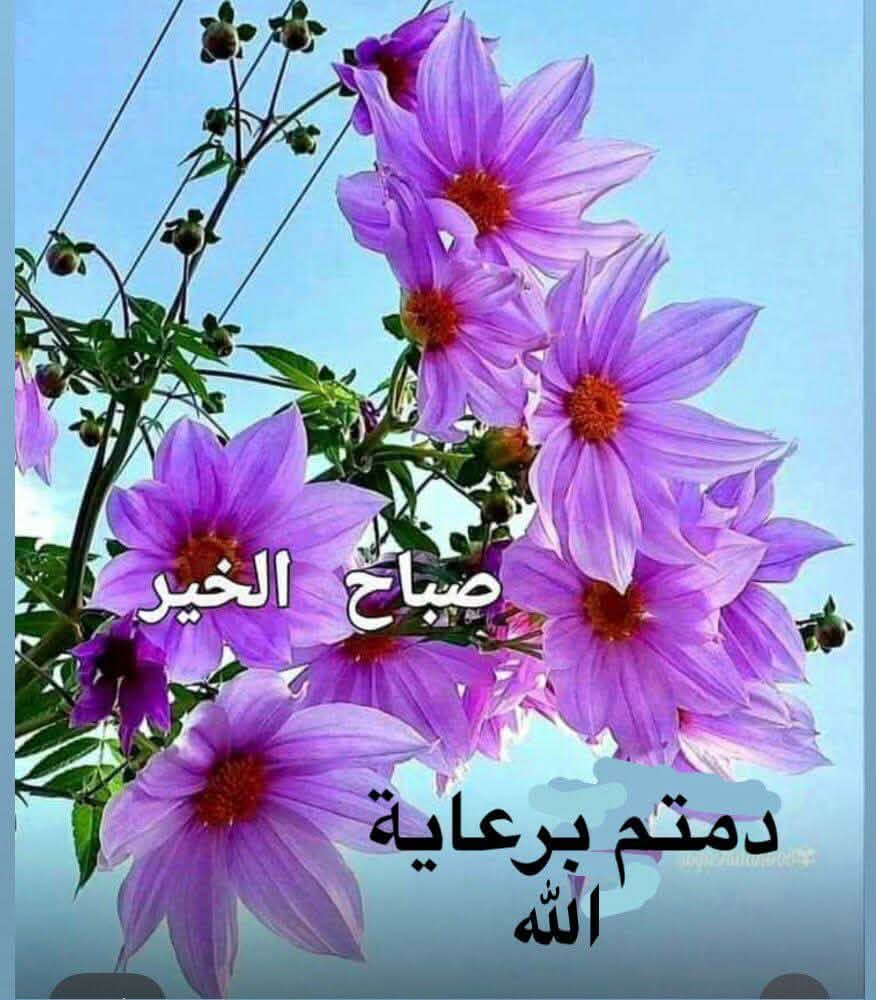 صباح الخير والصحة والعافية والسعادة ☕️🥮🍌🌻🍄💚