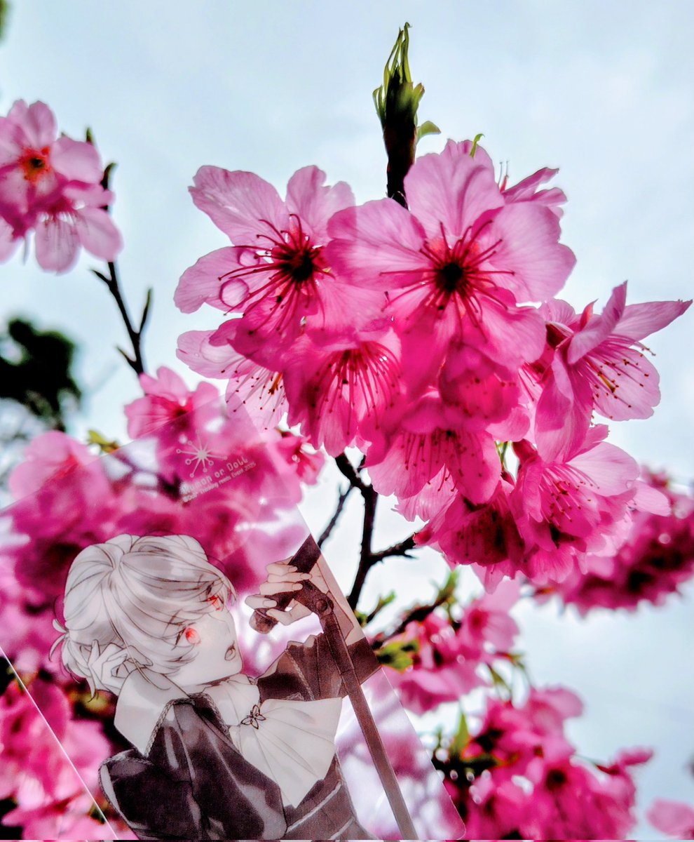 #LouloudiFandom
🌸