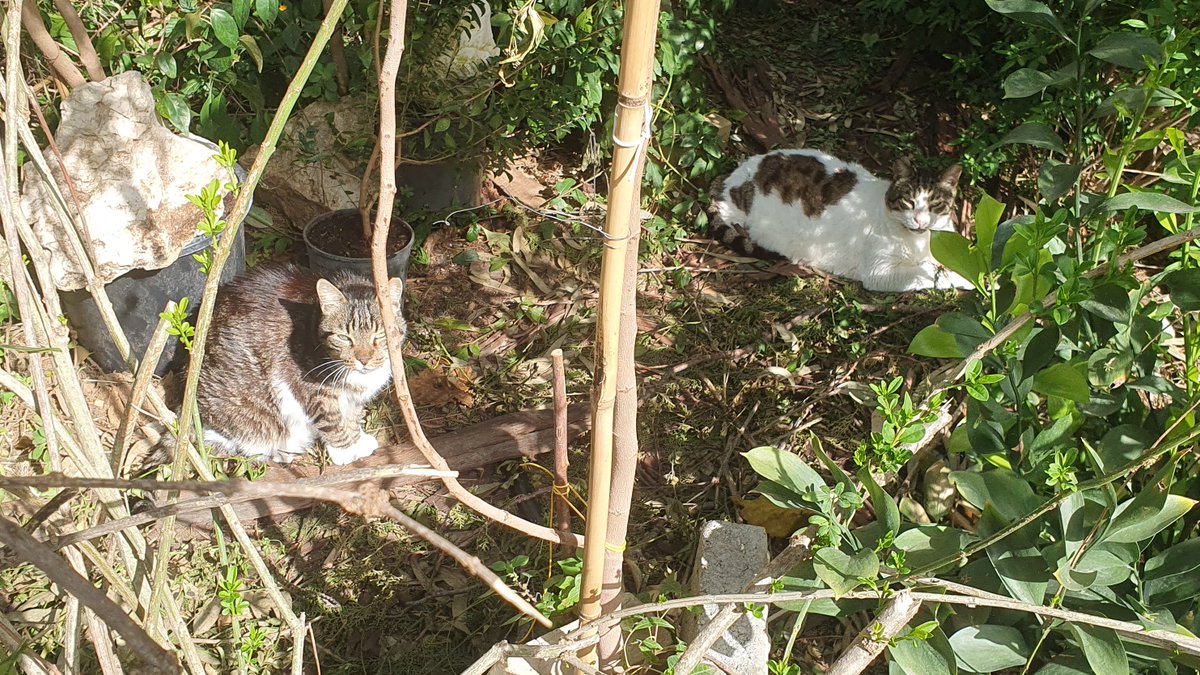 CatsEastTLV's tweet photo. סליחה שנעלמנו, היינו עסוקים בדברים שאינם חתולים וזו באמת בושה וחרפה מצדנו. לרגל הקאמבק, הנה שני חברים שמנמנים וביתיים-למחצה בגינת אשרמן, נהנים מהשמש בג'ונגל הפרטי שלהם #פידחתולים #להחמיד_את_הפיד https://t.co/oeZfFBxf1q