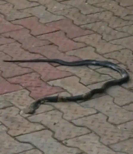 IgboHistoFacts's tweet image. Sad as we lost fast-rising singer Ifunanya Nwangene, known as Nanyah Music, who reportedly died after a snake bite at her Abuja home. 💔

Gone too soon. Drop 🕊️ to pay your respects.