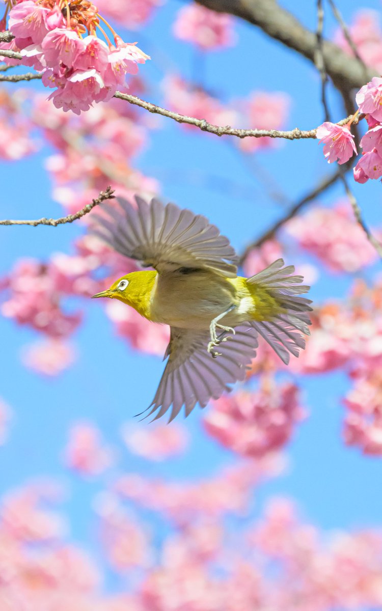 Sakura (@sakuraing64) / Posts / X