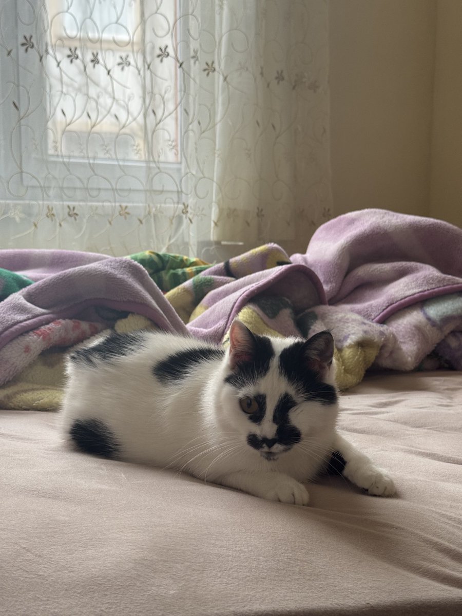 avımısa odaklanirken tüylerim tikentiken olmusfu