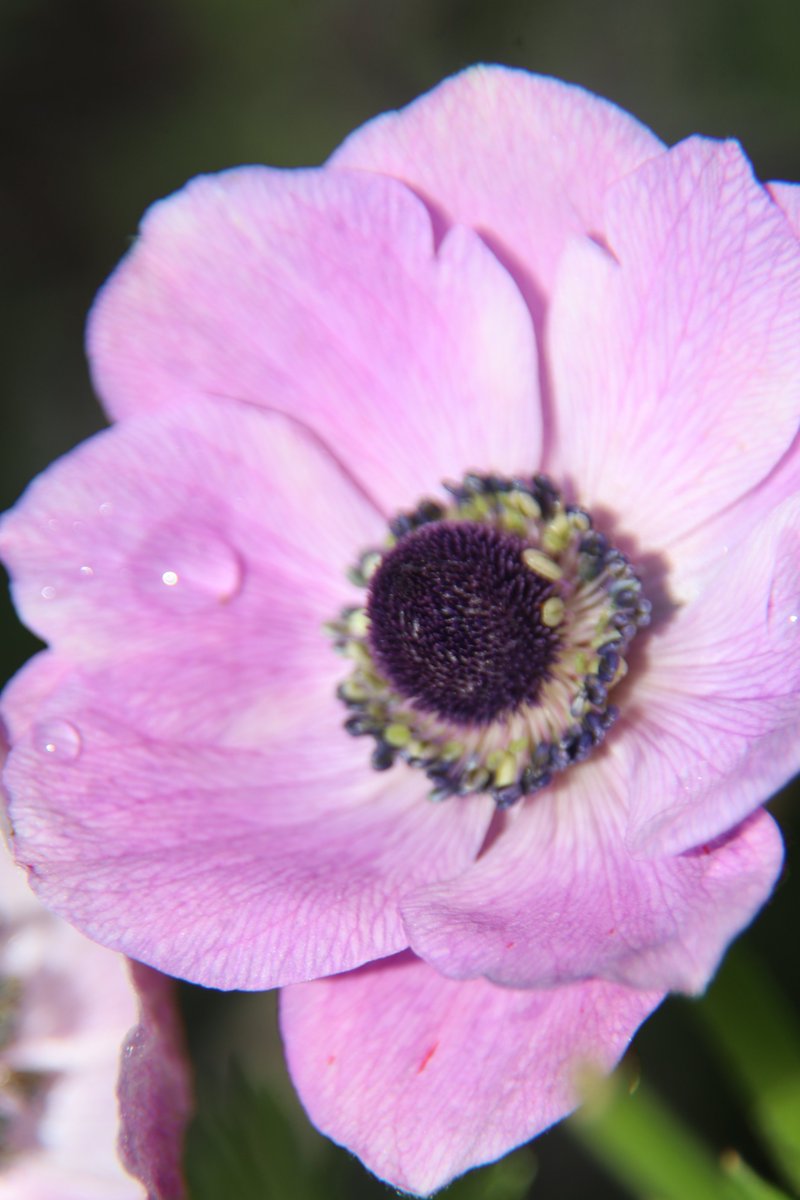 gontanokoneroku's tweet image. “The future belongs to those who believe in the beauty of their dreams.” – Eleanor Roosevelt

Good morning,friends. Did you sleep well? 😇

Wed 7:00AM 🇯🇵
#PurpleFlowers #Anemone