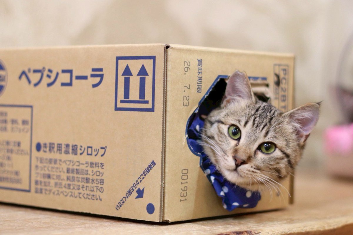 あたらしいおうちやで！