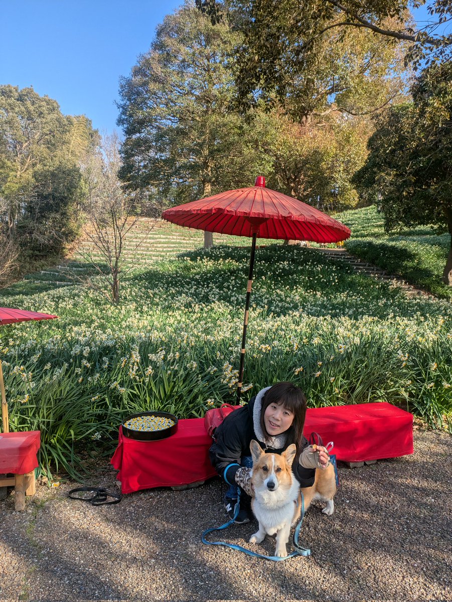 azuzuru's tweet photo. 久々のポストです🤭
今日はとんぼ池公園でゆったりお散歩🐶
��内では水仙春待ち祭りが開催されてて和菓子とお茶を頂きました😋
写真は水仙峡にてあずきと。
和菓子をひと口あげなかったから、ご機嫌ななめなあずき😩目の前で必死にパリパリ(ささみチップ)をちらつかせて
やっとこさ撮影できました🥴 https://t.co/y9W38oF7Yt