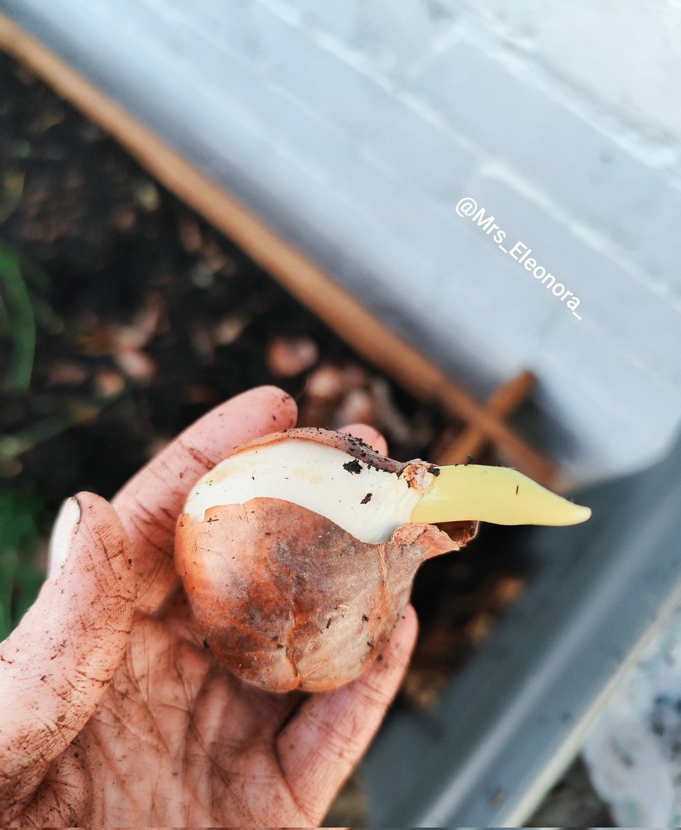 Mrs_Eleonora_'s tweet photo. Fijne zondag, Sweets๐
De jeugd deed gisteren een rondje Brico voor zichzelf en bracht mee voor mama: Tulpenbollen๐ฑ
Normaal plant je deze in november maar ze zijn al in de groei geschoten. ๐
Vlug de grond in dus en "fingers crossed" deze lente๐ท
Volg mij voor meer #tuintips ๐ https://t.co/Bvyu8epjNu