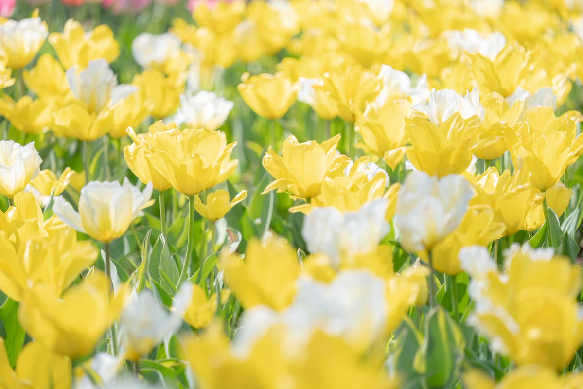 この気持ちが君に届きますように。
