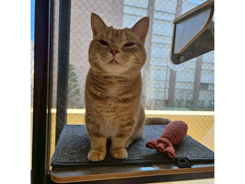 nekojiru_maigo's tweet photo. 🔍捜索中
茶トラの短足マンチカン

名前：むぎ
性別：♀
月齢：約2歳
いなくなった日：🗓2026年1月31日(土)
地域：神奈川県横浜市磯子区詳細：https://t.co/ohg5P40owC https://t.co/lqOPwy5hBf