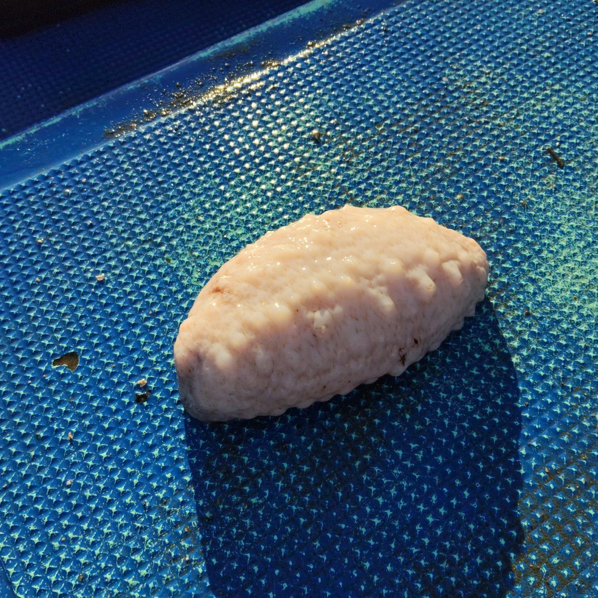 やったぜ！幸運のナマコ捕獲👍️
その名も「アルビノナマコ」テレビでも取り上げられた1/10万の縁起のの良いナマコ✨️
もちろん生きてます☺️
取材お待ちしております🫡