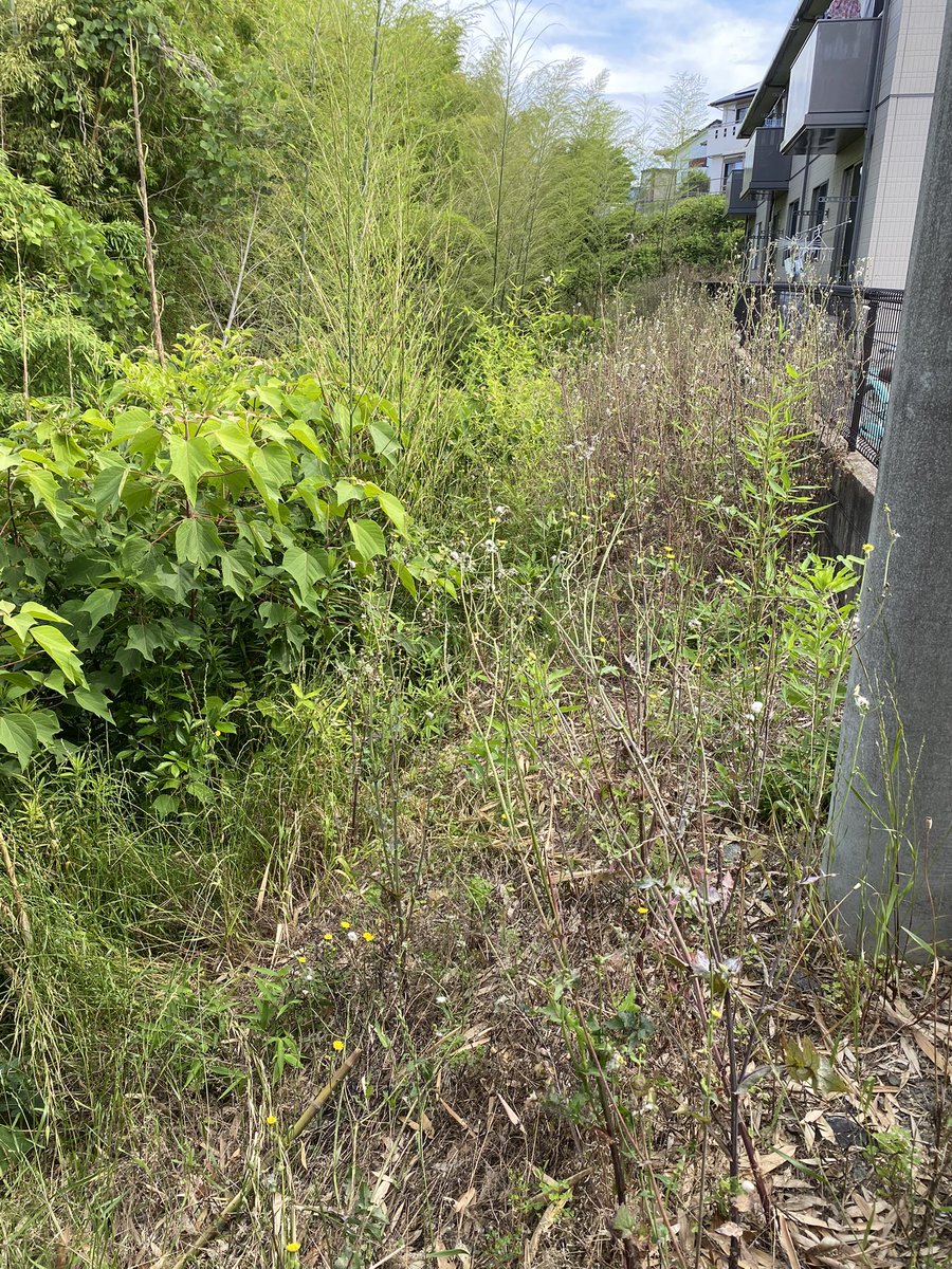 over50owner's tweet photo. 昨日は半日かけて所有アパートの草刈り&amp;溝掃除。だいぶ綺麗になった。
けどすぐに溝にゴミが落ちてくるんだろな。

もう１軒草刈り（こっちの方がたいへん）する計画でしたが、日没で断念。

遠方物件は時間、費用、両方との闘いで、疲弊マックス。
#オーナーは楽じゃない
#溝蓋ほしい https://t.co/1yQ5Lq2RyL