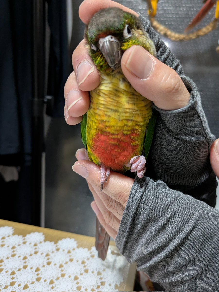 きゅるるん💗
これでなんでも帳消しになると思っているw

#ウロコインコ
#える