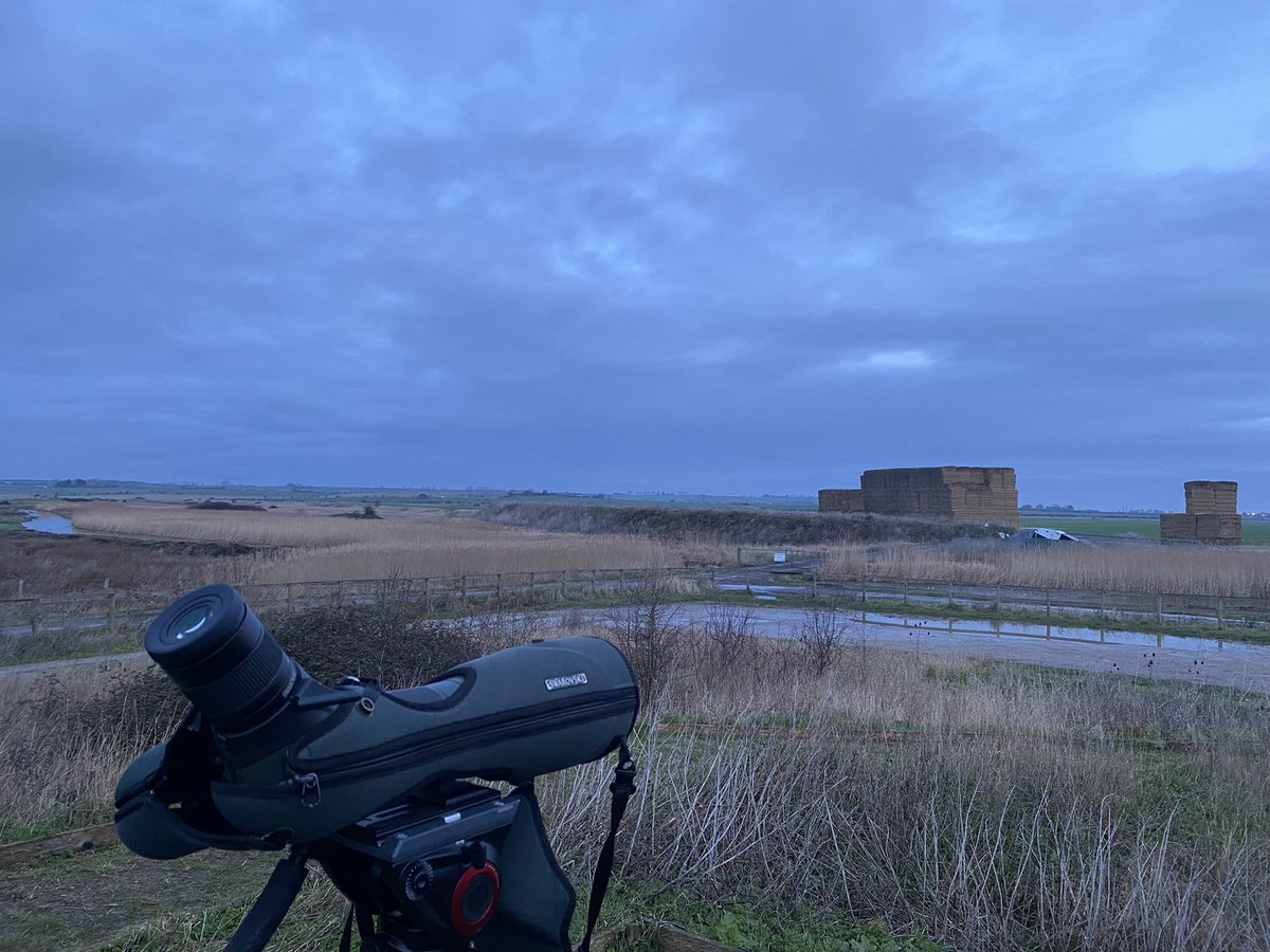 Robs Birding tweet media