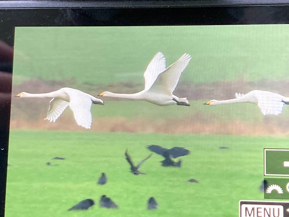 Robs Birding tweet media