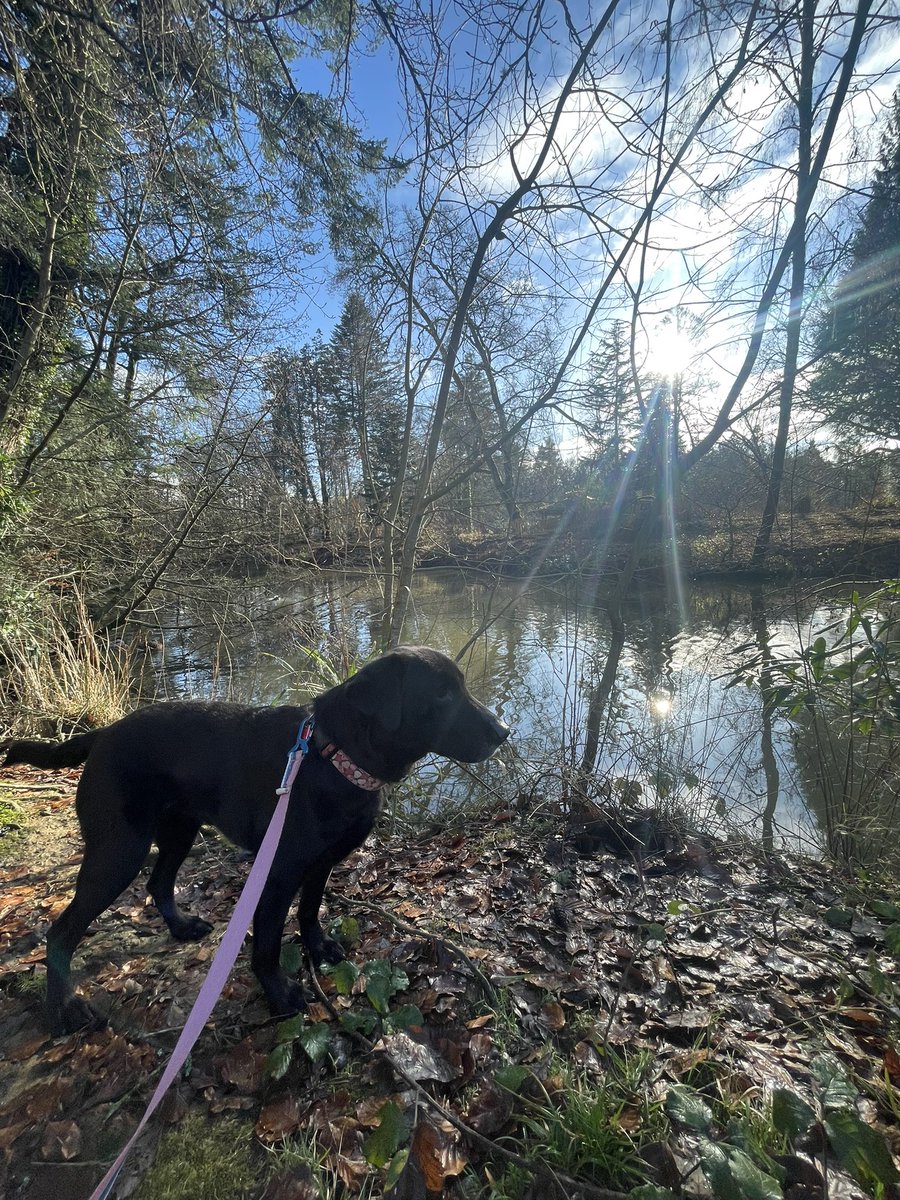 mo_rescue's tweet photo. Pals, the sun came out yesterday and we went for a walk around the lake. There was lots to sniff and I did ask about going in the water but was told no. Gave the swans a wide berth just in case… not that I was nervous, obviously 🤭☀️ https://t.co/ZS7kBlZsSF