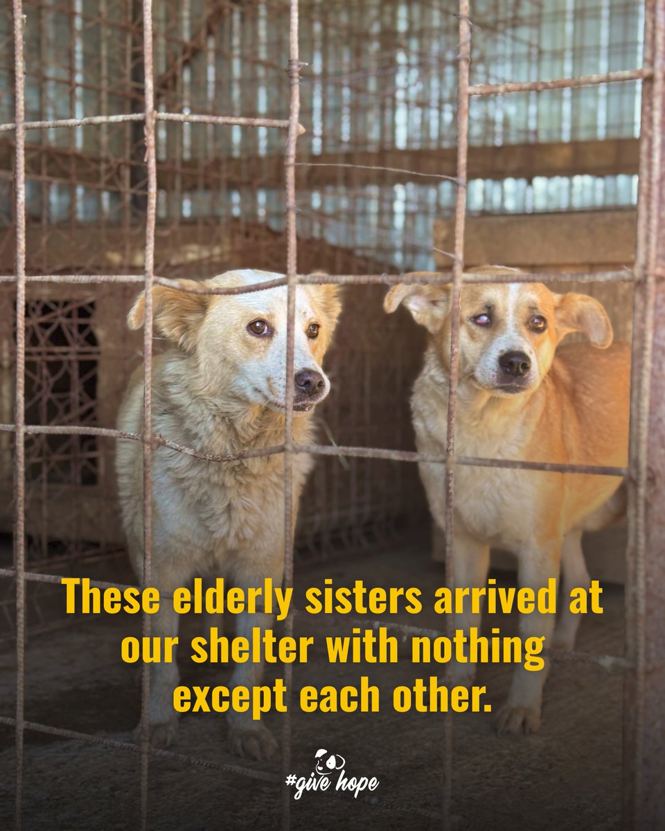 ROLDAOrg's tweet image. So many of you have been asking how these elderly sisters are doing after their owner walked more than four kilometres with them on chains to bring them to our shelter ❤️‍🩹

Both are older girls, likely over eight or nine years old, our sweet golden girls. ✨

One has a torn ear,…