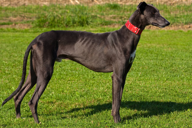 "Galgo" viene de GÁLLICUS,a partir de GÁLLICUS CANIS, "perro de la Galia"

GALLIA viene del celta gall, "fuerza,vigor", de esta raíz viene "gallardo"

No hay q confundir con GALLUS,"gallo"
Hoy es #DiaDelGalgo, hay que seguir fomentando su protección
Si tienes perro ¿qué raza es?"