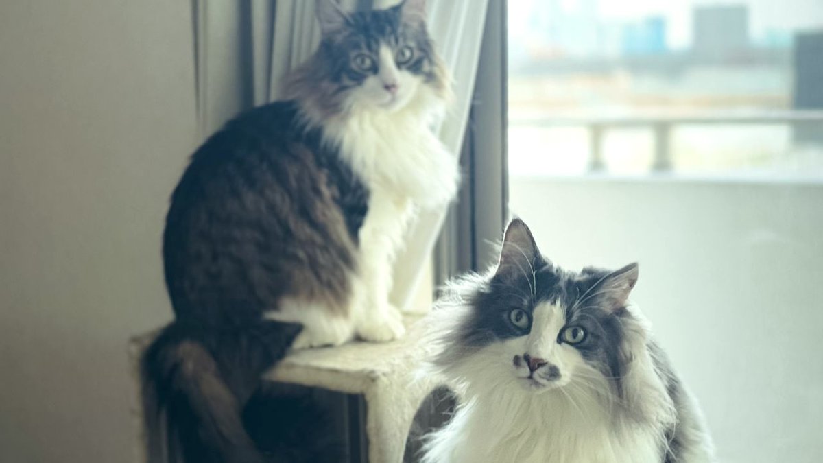 如月サラ ｜エッセイスト (@kisaragi_sarah) / Posts / X