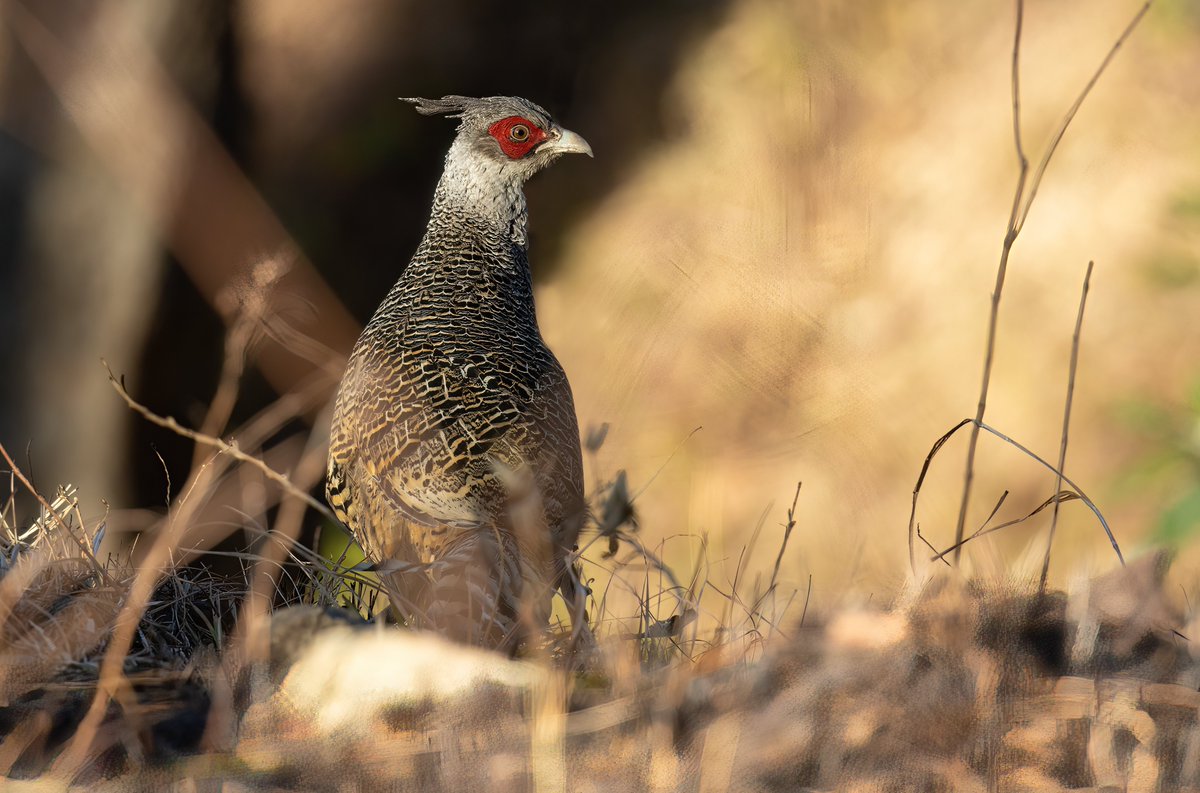 Ashley Howe tweet media