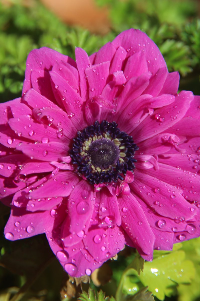 gontanokoneroku's tweet image. “If you see someone without a smile, give 'em yours!”---Dolly Parton 

Good morning,friends. Did you sleep well? 😇

Fri 7:00AM 🇯🇵
#Anemone #Flowers