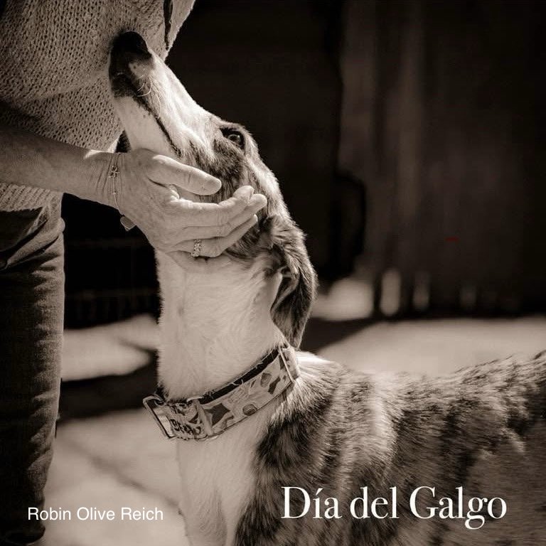 TheAAGR's tweet photo. The 1st February, end of hunting season in #Spain.
#DíadelGalgo - awareness for the thousands of galgos (and hunting dogs) abandoned, some with horrific fates.
Thoughts with the rescuers doing all they can to save as many as possible 🙏
#freethegalgo #NoALaCaza https://t.co/W1CuLJeaFg