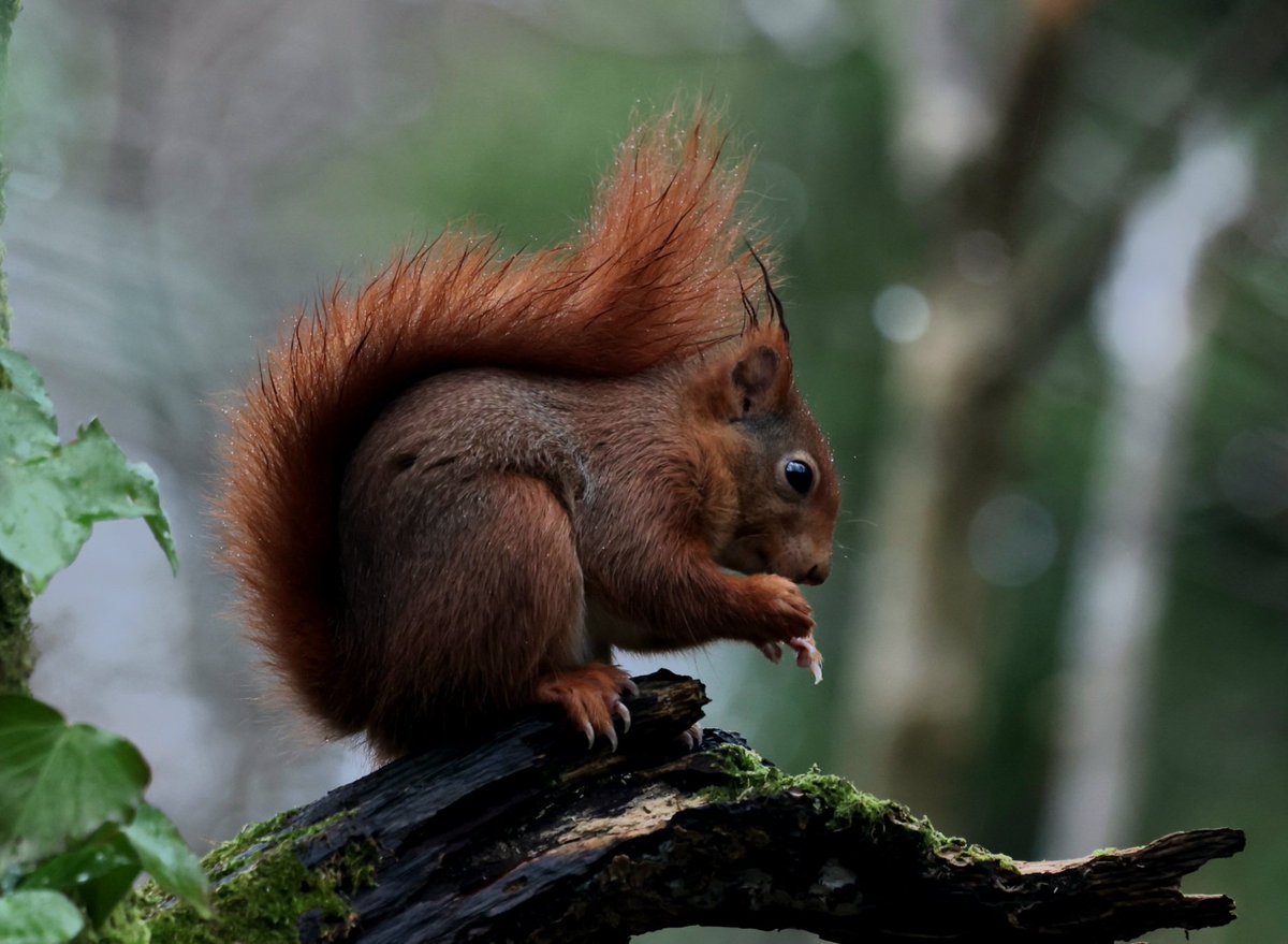 davidlewis642's tweet photo. Wonderful trip up to the Dingle in Llangefni on Anglesey yesterday to see the red squirrel would recommend the trip to everyone who loves wildlife. 
Great company with #brummieincymru,Richard Cleobury and his mate Andrew.
Definitely going again. https://t.co/O3FK8EVTDy