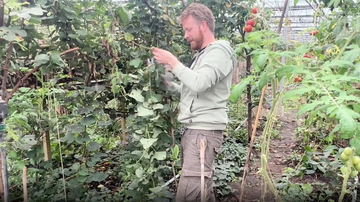 Top 3 ways to ruin sweet potatoes:

❌ Clay soil you never loosen
❌ Daily sprinkles instead of deep watering
❌ Overfeeding nitrogen “for luck”

#gardeningtips #gardeninginspiration #GardeningX #gardening globalowls.com/how-grow-sweet…