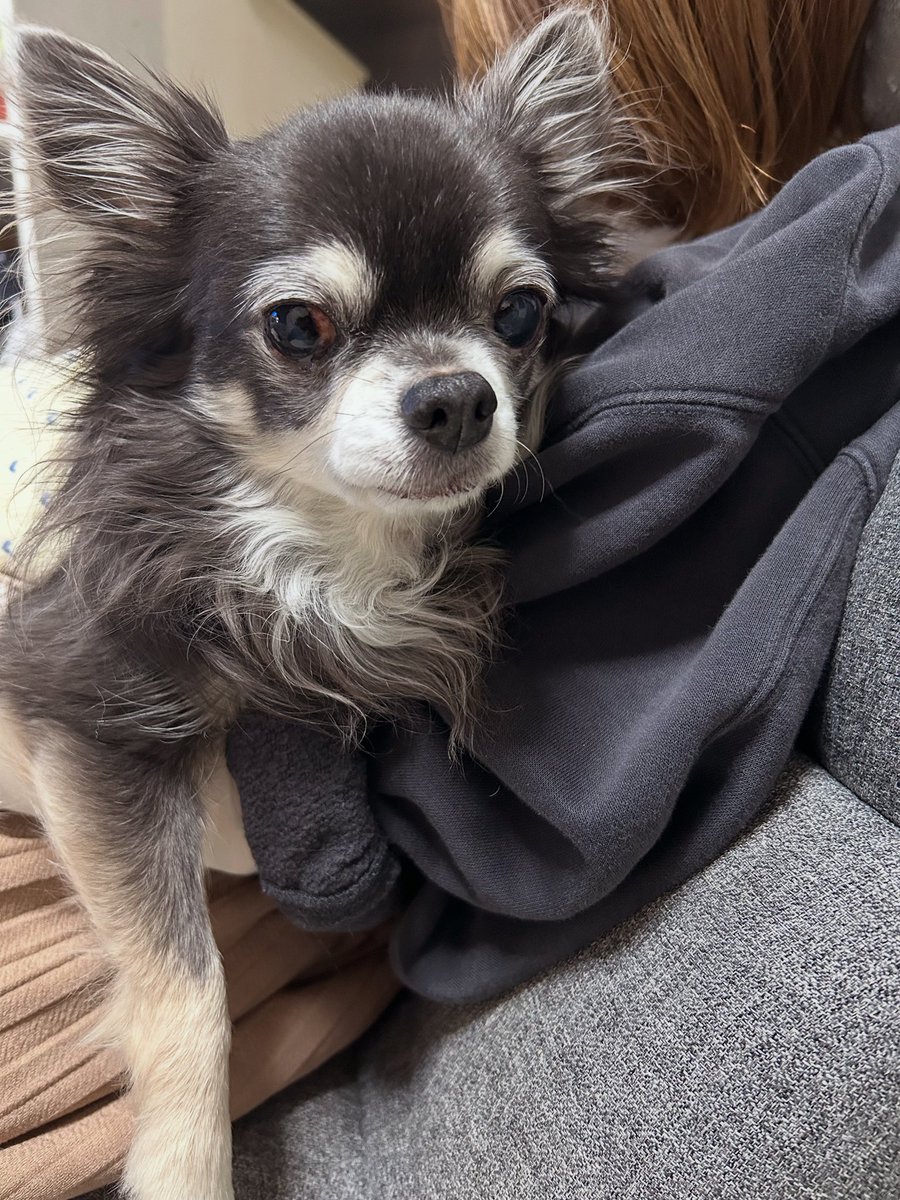 talbischannel's tweet photo. 飼い主に抱っこされると、あからさまに嫌がります😮‍💨

#チワワ #犬 #犬との暮らし #Chihuahua #抱っこ嫌い https://t.co/nfulLOEGW3