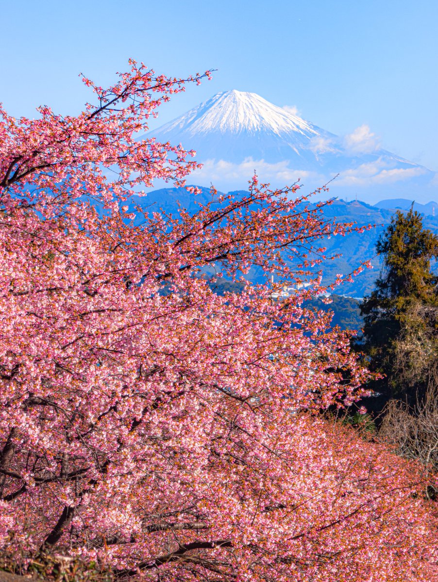 haskap1017's tweet image. 静岡で本日撮影した富士山と河津桜が綺麗でした