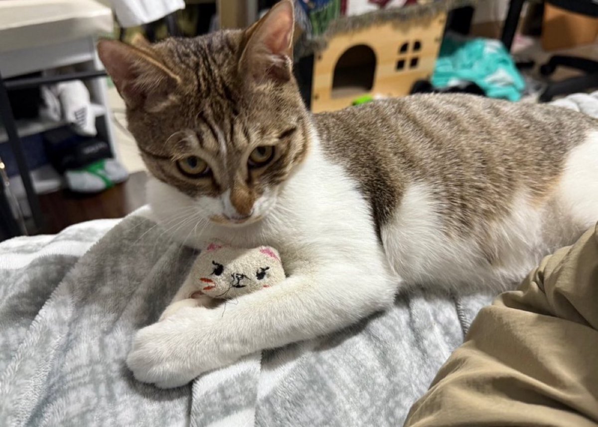 찻살떡 tweet media